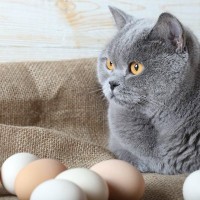 猫に『卵』を食べさせても大丈夫？与える際の注意点4つ　猫にも卵アレルギーはある？