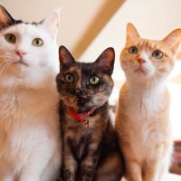 保護猫ってどんな所から保護されるの？保護猫カフェオーナーが解説します！