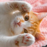 猫はなぜ『飼い主の服の上で寝たがる』？考えられる4つの理由　愛猫には心地よいポイントがいっぱい