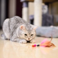 保護猫カフェから猫を迎える方法は？メリットからお迎えする流れまで【保護猫カフェオーナーが解説】