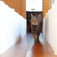 『だんだん道が狭くなる通路』猫が間を通ったら…まさかのオチに爆笑！「最後躊躇無くて草ｗ」「ストライクw」38万7000再生の大反響