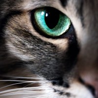 猫に『視力低下』を引き起こす病気4選　猫があまり目が見えていないときのサインも