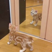 子猫が生まれて初めて『鏡』を見たら…2400万再生突破の"可愛すぎるリアクション"が話題に 「すごい驚き」「トムジェリｗ」の声