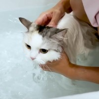 「必死過ぎてワロタｗ」「笑ってごめんｗ」お風呂が大嫌いな長毛猫が湯船にはいったら……『とんでもない反応』に爆笑する人続出