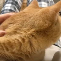 ママに甘えていた猫が『パパに呼ばれた』結果…予想外の展開が面白すぎると6万2000再生「可愛すぎるｗ」「早くて笑ったｗ」の声