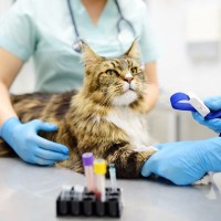 「供血猫」って知っていますか？命をつないでくれる、大切な存在