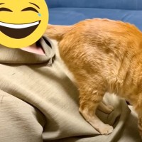 パパに『お尻のニオイを嗅がせようとする猫』…思わず吹きだす光景に爆笑の声続出「俺の尻でもおがんでろとｗ」「笑ってしまった」