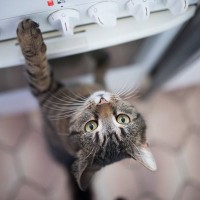 猫による『火災事故』は意外と多い！予防のために気をつけるべき4つの注意点