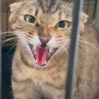 『野良猫の親子』が保護されて家猫になった結果…母が見せた『まさかの姿』に涙「本当にかしこい」「しっかりしてるね」と42万再生