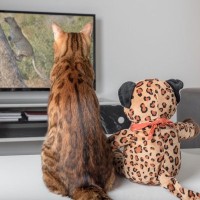 猫も楽しいの？猫が『テレビを見ている』ときのキモチ3選　人とは違う驚きの見え方をしていた！