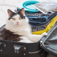 『愛猫を連れて旅行』はOK？行く前に考えるべき5つの注意点　無理をしないことが原則