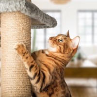 愛猫にも飼い主さんにもやさしい『カスが出にくい爪とぎ素材』4選　掃除の手間が少なくてうれしい♪