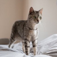 猫が『お布団に粗相』するのはなぜ？3つの理由と、どうしてもやめさせたいときの対処法