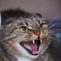 愛猫が『あなたを信用できにゃい』と思っている証拠3選　心当たりがあったらどうすれば？