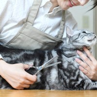 猫のために何かしたい人に！『猫にまつわる仕事』4選　仕事内容な必要な資格などをご紹介