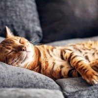 猫が『ゴローンと横になりたくなる』のは？5つの場所とその理由　猫にとって居心地の良い場所とは