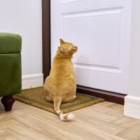 猫が「閉まったドア」を嫌うのは、“恐怖の3C”のせい？米国の専門家がその理由を解説