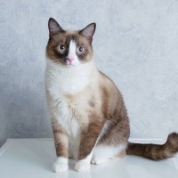 猫がきちーんと『正座』をしているのはどんなとき？よく見られる4つのシーンとその意味