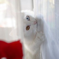 猫が『カーテンの裏』に隠れるのはなぜ？考えられる3つの理由　そっとしておいたほうがいい？