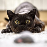 『猫』とはこんな生き物！寿命や習性など、猫にまつわる基礎知識4つ