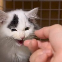 人間不信の子猫に毎日指の匂いを嗅がせ続けた結果…表情の変化に涙が止まらないと139万再生「素敵すぎて」「はっきり変わったね」