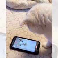 猫を撮るためにカメラを床に設置したら…まさかの『賢すぎる瞬間』が102万再生「すごい天才ｗ」「何回も見てしまった」の声