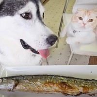 犬猫に生まれて初めて『さんま』を食べさせた結果…想像以上の反応が可愛すぎると40万再生「あまりのおいしさにｗ」「勢いがすごい」