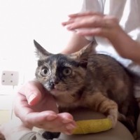 『ママの膝のうえが大好きな子猫』無理やり下ろしてみたら…尊すぎる反応に「命の恩人だもんね」「モテモテｗ」と9万9000再生の反響