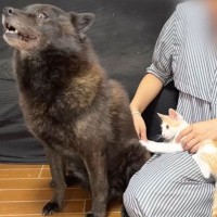 『子猫が好きすぎる甲斐犬』大好物を前に『父性』を優先した結果…まさかの結末が3万1000再生「優しさに涙出た…」「男前！」の声