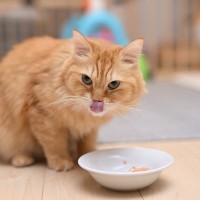 猫が『食べすぎている』ときに考えられる5つの理由　ただ腹ペコなだけではないかも？