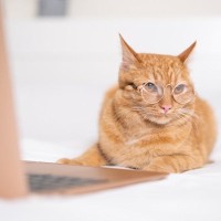 『自分を人間だと思いこんでそうな猫』の行動5つ　あなたの愛猫も勘違いしているかも！？