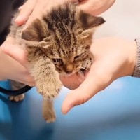 4匹の保護猫を連れて動物病院に行ったら…奇跡的すぎる『まさかの出会い』が78万2000再生「運命だ」「涙が止まらない」と感動の声