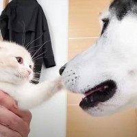 『ハスキー犬に育てられた子猫』は３年が経過すると…成長後の様子が感動的すぎると42万再生「種を超えた絆に感動」「涙が止まらない」