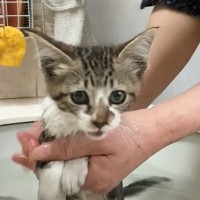 『ノミだらけで汚れた子猫』を保護して2年…家猫となり見違えた姿に喜びの声「ちゃんと育っていて何より」「幸せでありますように」