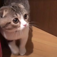 お留守番が寂しかった子猫…ママをみたときの反応が『エンジン音すぎる』と91万再生「バイク走ってる？ｗ」「ずっとゴロゴロ鳴いてるｗ」