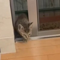 猫2匹がいる家の庭に突然現れた子猫、『窓を開けていたら』…まさかの光景に感動する人続出「自分で決めたんだね」「ドキドキした」