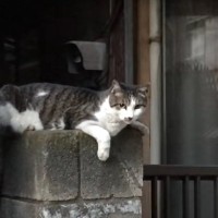 懐いた野良猫と約2年ぶりに再会した結果…まさかの反応が感動的すぎると62万再生「猫は恩を3日で忘れると言うけど…」「泣けてきた」