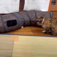 『保護色の猫を探せ！』クイズを出題してみた結果…全然見つからない姿に悔しがる人続出「中級がわからんかった」「正解見て爆笑」