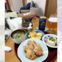 日に日に『ご飯をパクるスキル』がレベルアップしてきた猫…『巧妙な手口』に爆笑の声「天才で笑った」「真剣に見たらｗ」と134万再生