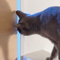 『中々部屋に入らない猫』の名前を娘が呼んだ結果…まさかの"娘ラブ"な反応が50万再生の大反響「両想い！」「良かったね～」