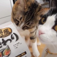 猫に初めて『納豆』を与えてみた結果…想像以上の爆食いに驚きが隠せないと20万4000再生「凄い初めてみた」「発想がなかった」の声