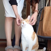 『母さんが帰ってきた！』猫が大好きな母の帰宅に気付いた結果…お出迎えの様子が尊すぎると42万再生「愛を感じる」「とにかく癒やされた」