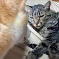 猫の異変に『気付いた柴犬』がとった行動とは…優しさ溢れる光景に心洗われると4万7000再生「全日本が泣いた」「なんて愛情深さ」