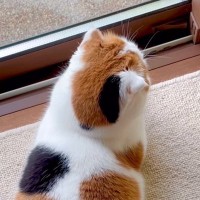 『錦鯉そっくりな猫』が似すぎていると話題に…「言われたら見えてきたｗ」「ほんとだｗ」と84万5000再生の大反響