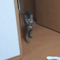 『なぜ？』猫が何かを持ってきたと思ったら…予想外すぎるものに"大爆笑"238万表示「本当になぜｗｗ」「寿司を出せとｗ」