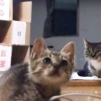 『猫2匹がお留守番する家』に帰宅したら…お出迎えが『天使すぎる』と癒やされる人続出！「ちっこい…」「じ～と見てるところ可愛いｗ」の声