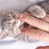 猫には危険な『飼い主さんが肌につけるもの』3つ　塗り薬や化粧品…なめさせNG！