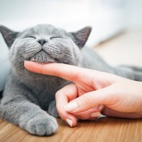 『猫の顔つき』は生活環境で変わる！“いい顔”を作る3つの要因　飼い主と似てくることもある？