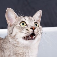 猫がダラダラと『よだれ』を出している3つの原因　すぐに病院に行くべき？