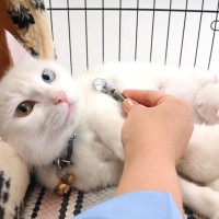 多様化する『猫の受診スタイル』主な方法3選　動物病院嫌いな愛猫にも選択肢が増える？